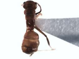 Plancia ëd Camponotus