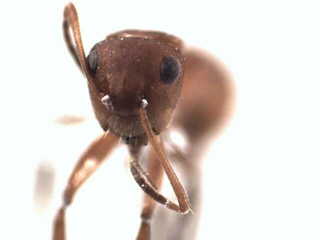 Plancia ëd Camponotus