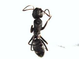 Plancia ëd Camponotus