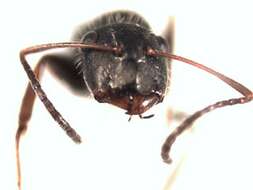 Plancia ëd Camponotus