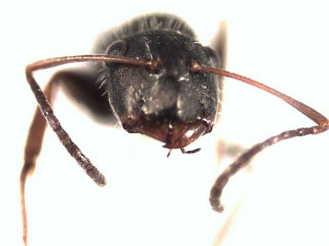 Plancia ëd Camponotus