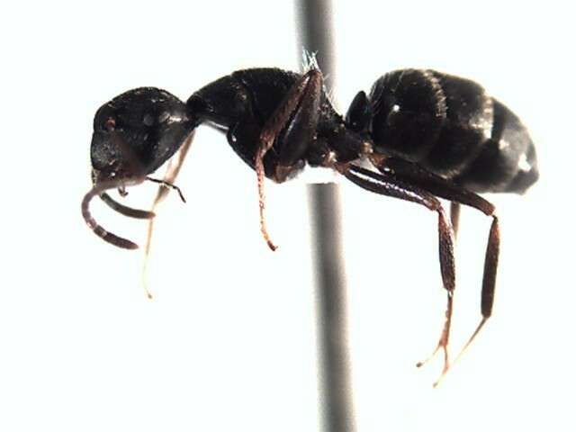 Plancia ëd Camponotus