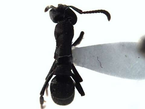 Image of Rapacious Panther Ant