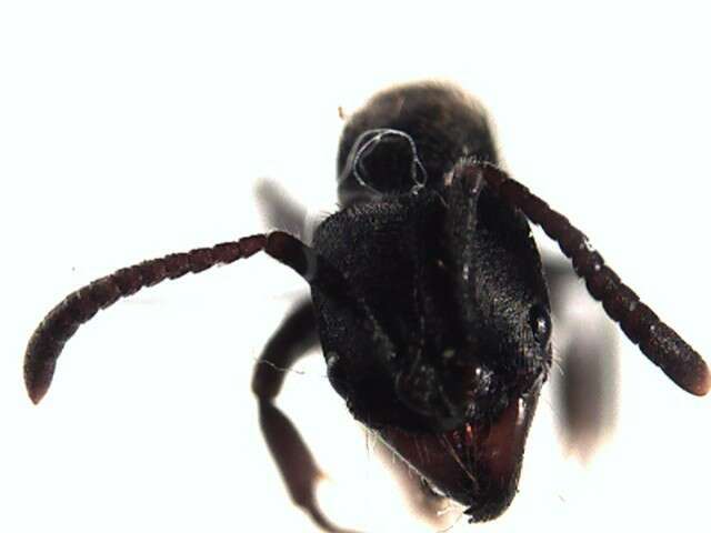 Image of Rapacious Panther Ant