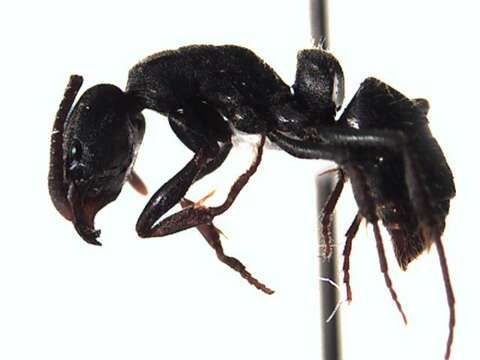 Image of Rapacious Panther Ant