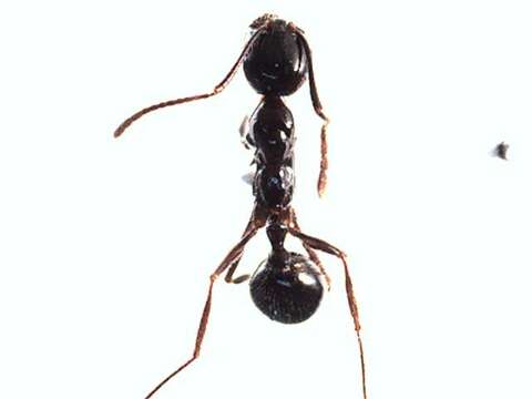 Image of Megalomyrmex