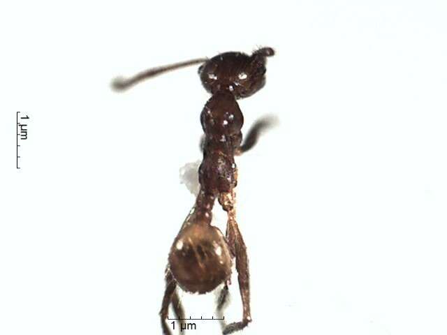 Image of Pheidole biconstricta Mayr 1870