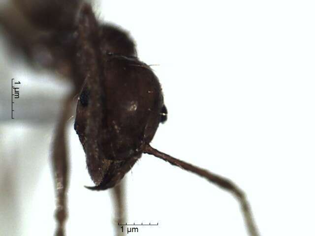 Image of Pheidole biconstricta Mayr 1870