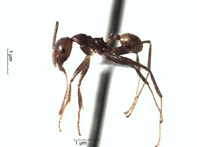 Image de Pheidole biconstricta Mayr 1870