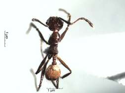 Image de Pheidole biconstricta Mayr 1870