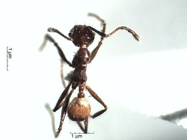 Image de Pheidole biconstricta Mayr 1870