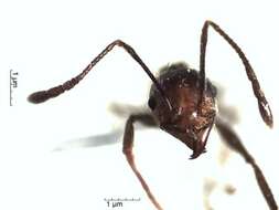 Image of Pheidole biconstricta Mayr 1870