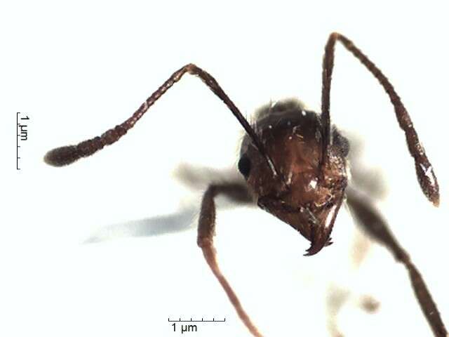 Image de Pheidole biconstricta Mayr 1870