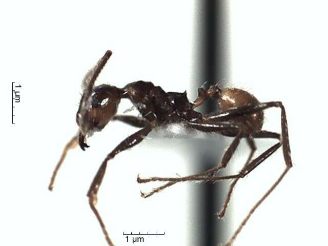 Image de Pheidole biconstricta Mayr 1870