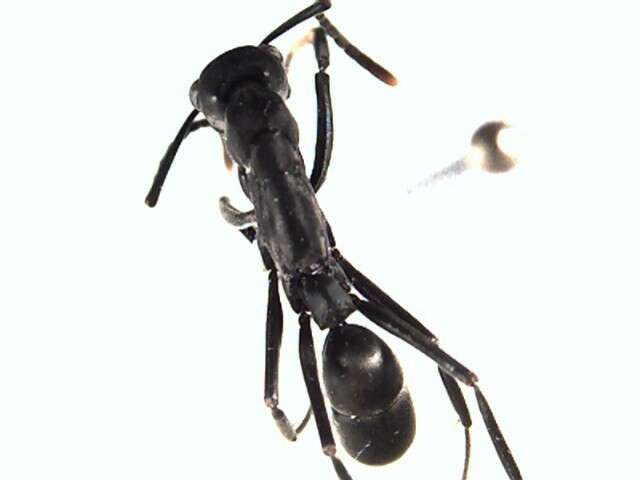 Image of <i>Neoponera verenae</i>