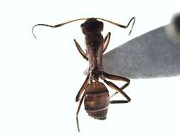 Plancia ëd Camponotus integellus Forel 1899