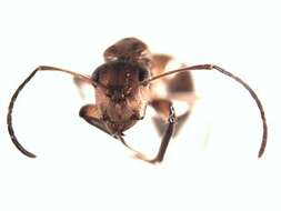 Plancia ëd Camponotus integellus Forel 1899