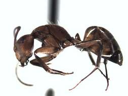 Plancia ëd Camponotus integellus Forel 1899