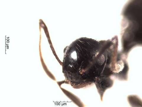 Image of Crematogaster nigropilosa Mayr 1870