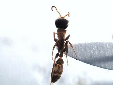 Image of Pseudomyrmex termitarius (Smith 1855)