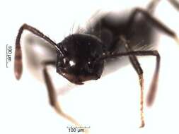 Crematogaster resmi