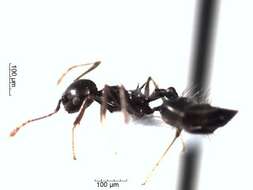 Crematogaster resmi