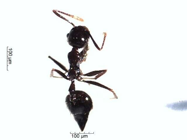 Crematogaster resmi