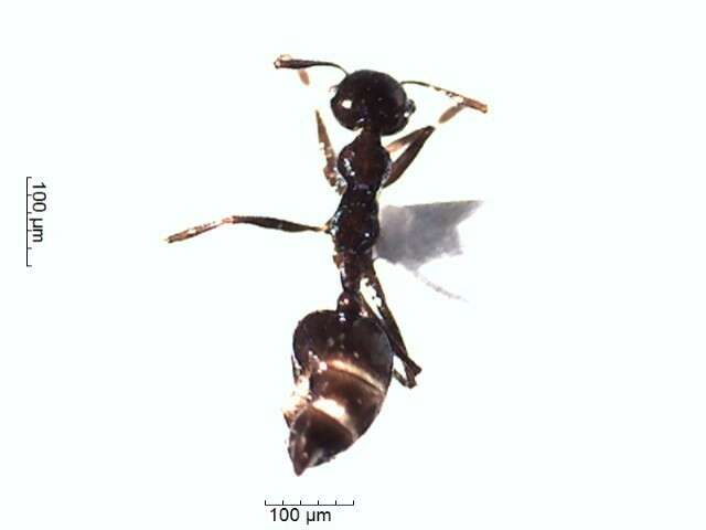 Crematogaster resmi