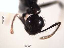 Crematogaster resmi