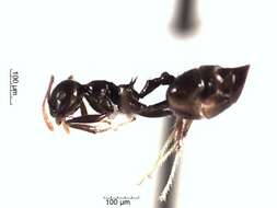 Crematogaster resmi