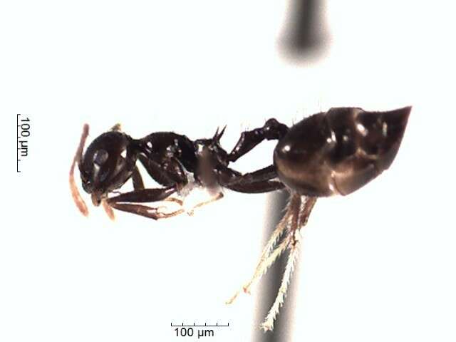 Crematogaster resmi