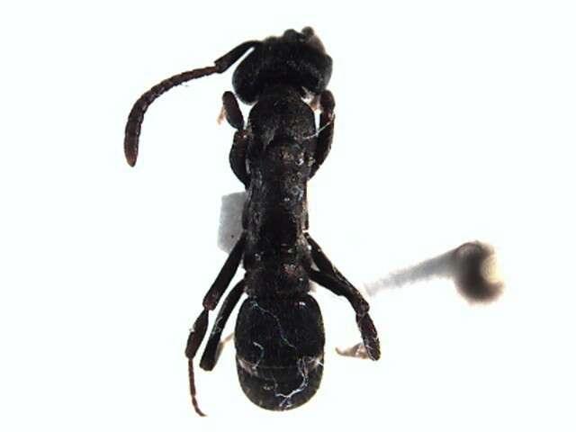 Image of Rapacious Panther Ant