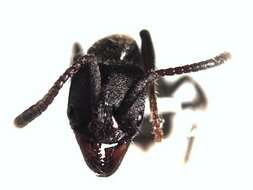 Image of Rapacious Panther Ant