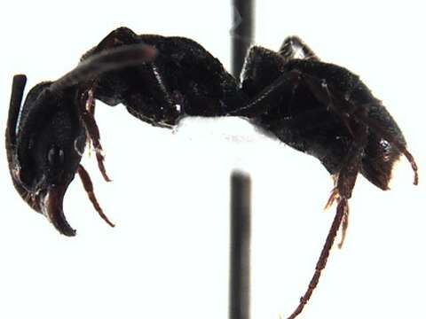 Image of Rapacious Panther Ant