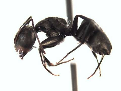 Plancia ëd Camponotus novogranadensis Mayr 1870