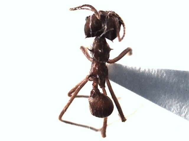 Image of Leaf-cutter ant