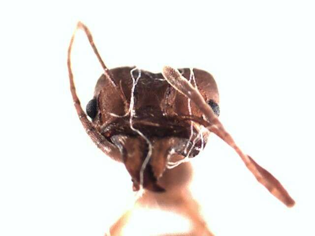 Image of Leaf-cutter ant