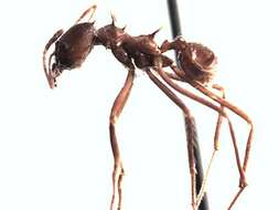 Image of Leaf-cutter ant