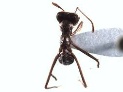 Image of Leaf-cutter ant