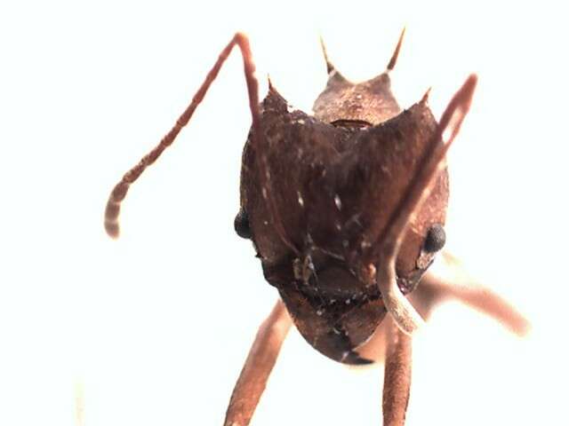 Image of Leaf-cutter ant