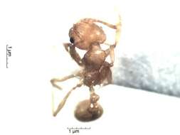 Image of Pheidole