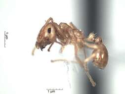 Image de Pheidole