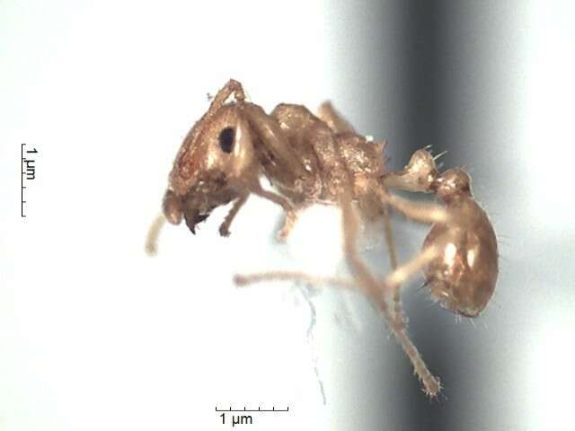 Image of Pheidole