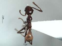 Image de Pheidole biconstricta Mayr 1870