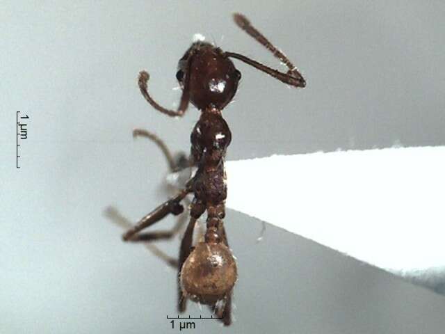 Image of Pheidole biconstricta Mayr 1870