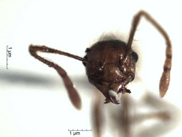 Image of Pheidole biconstricta Mayr 1870