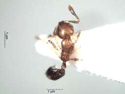 Image of Solenopsis