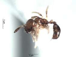 Image of Solenopsis