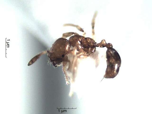 Image of Solenopsis