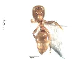 Image of Solenopsis